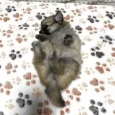 ポメチワ(ポメラニアン×チワワ)【大阪府・女の子・2025年9月26日・オレンジセーブル】の写真9