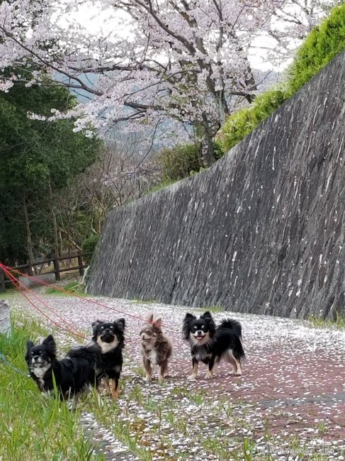 散歩がてらお花見🌸｜清水　恵子(しみず　けいこ)ブリーダー(滋賀県・チワワ(ロング)・JKC登録)の紹介写真9