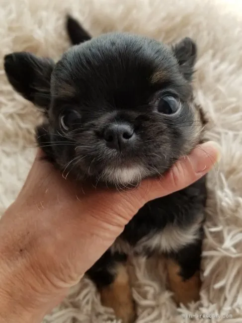 ID：2203-01634の子犬