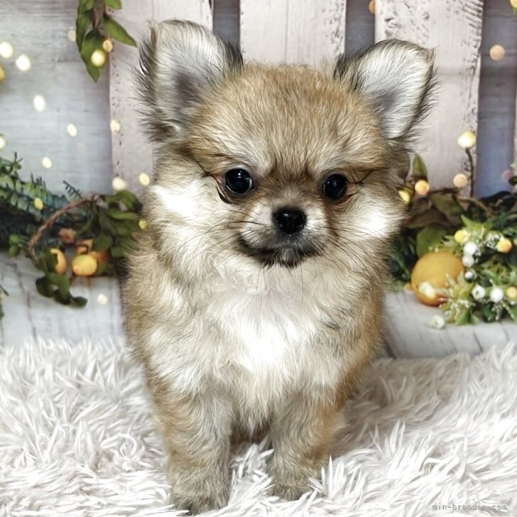 ブリーダー画像