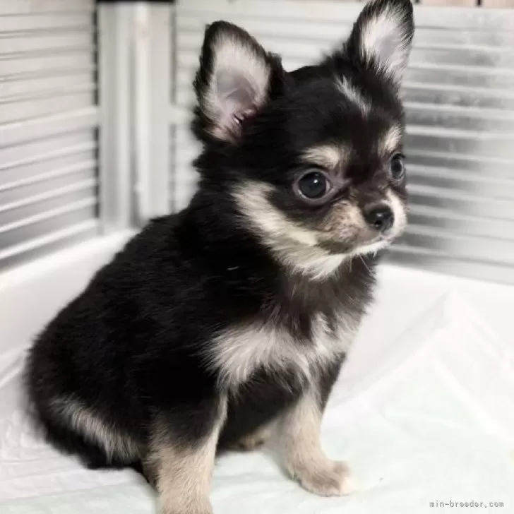 ふくかお 様のお迎えした子犬