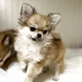 チワワ(ロング)