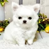 チワワ(ロング)【岐阜県・女の子・2025年10月16日・ホワイト&クリーム】の写真8