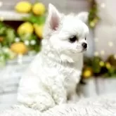 チワワ(ロング)【岐阜県・女の子・2025年10月16日・ホワイト&クリーム】の写真2