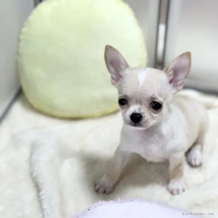 ID：2309-04221の子犬