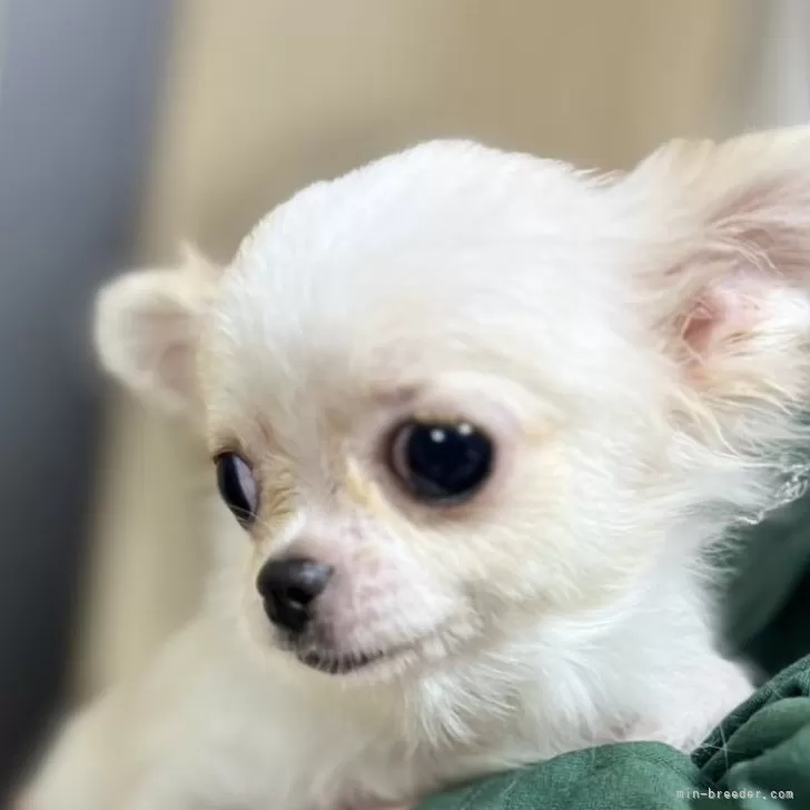 ID:2409-02356の子犬