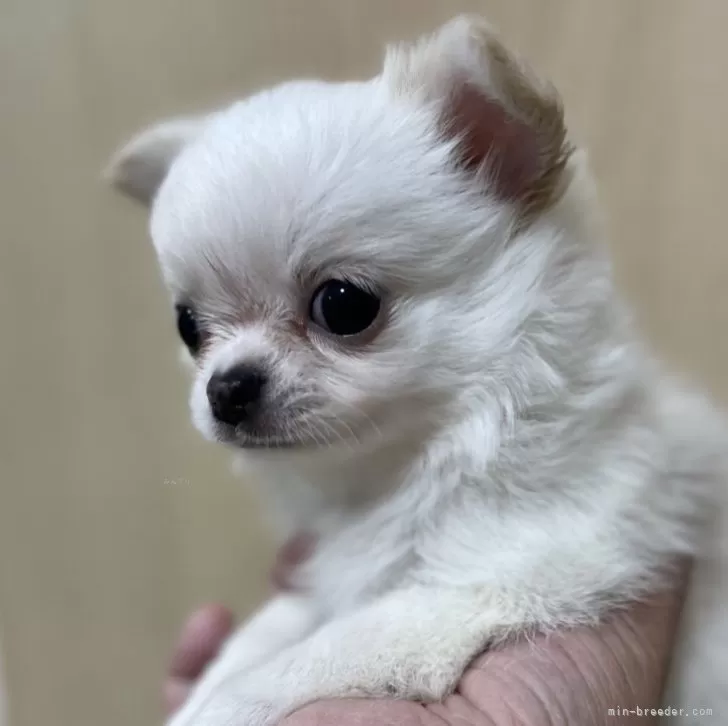 ID：2405-01083の子犬