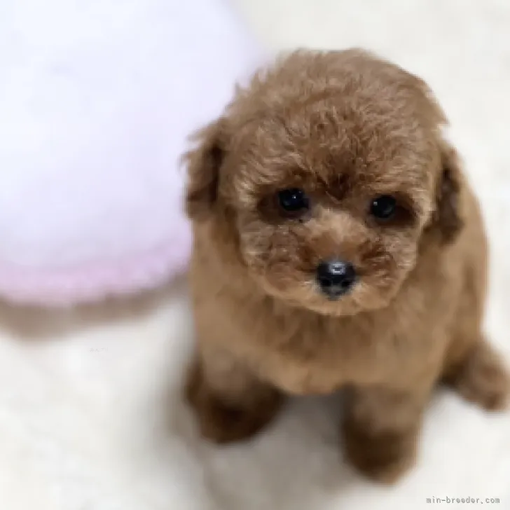 ID：2309-06883の子犬