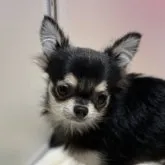 チワワ(ロング)【岐阜県・男の子・2023年5月21日・ブラッククリーム】の写真2