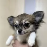 チワワ(ロング)【岐阜県・女の子・2024年3月15日・フォーンホワイト】の写真3