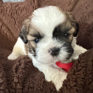 シーズー【熊本県・女の子・2025年11月5日・ホワイト&ゴールド】の写真「元気がいい女の子
とても血統が良いです。」