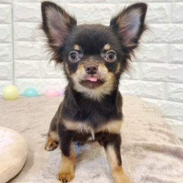 チワワ(ロング)【福岡県・男の子・2025年5月16日・チョコレート&タン】の写真「💖9/24最新の動画更新💖」