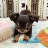 チワワ(ロング)