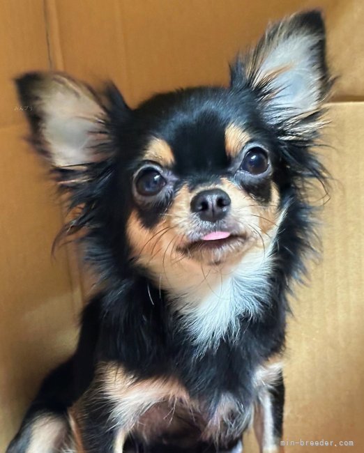 チワワ(ロング)【・女の子・2023年7月7日・ブラック＆タン】