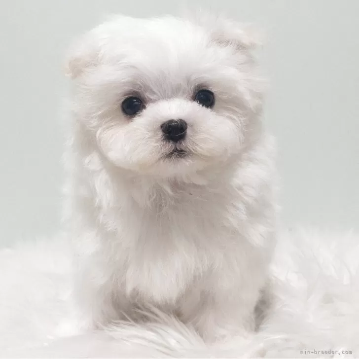 謝るぱんだ 様のお迎えした子犬