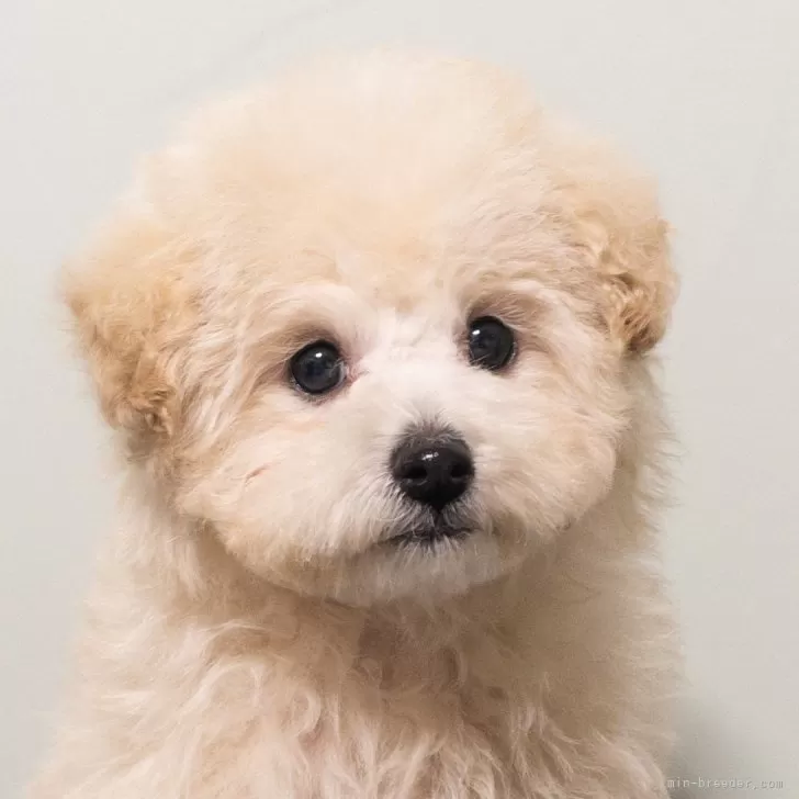 M.K 様のお迎えした子犬