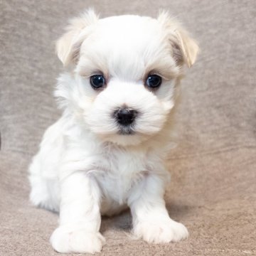 マルチーズ【神奈川県・男の子・2025年9月18日・ホワイト】の写真「おめめぱっちりなイケメンくん✨」