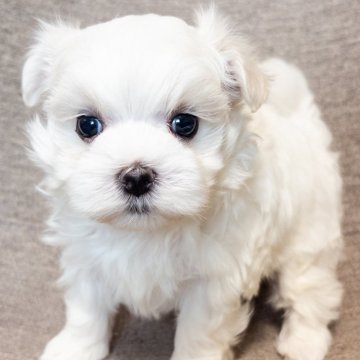 マルチーズ【神奈川県・男の子・2025年9月18日・ホワイト】の写真「可愛い顔立ちしてます💓」
