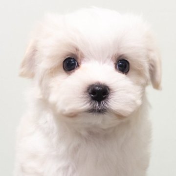 マルチーズ【神奈川県・男の子・2025年9月18日・ホワイト】の写真「おめめぱっちりなイケメンくん！！！」