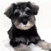 ミニチュアシュナウザー【神奈川県・男の子・2025年8月27日・ソルト&ペッパー】の写真1