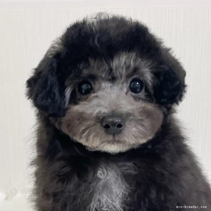 ID：2404-04303の子犬