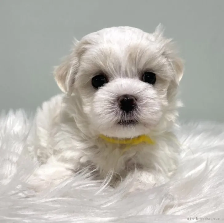 ID:2307-04310の子犬