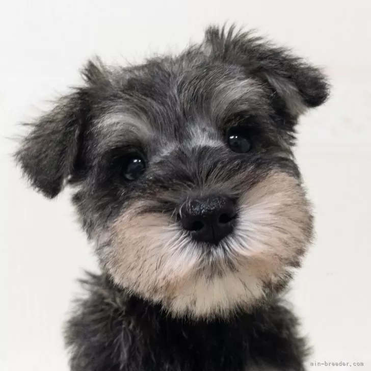 ID：2312-03463の子犬