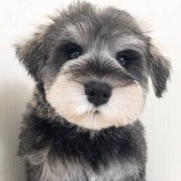 ミニチュアシュナウザー【神奈川県・男の子・2023年11月17日・ソルトアンドペッパー】の写真「可愛いお顔してます」