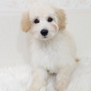 トイプードル(トイ)【神奈川県・男の子・2022年10月12日・クリーム】の写真「美形なイケメンくんです！」