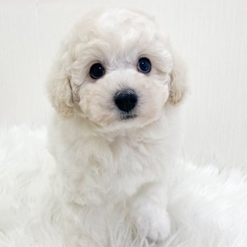 トイプードル(トイ)【神奈川県・男の子・2024年1月31日・ホワイト】の写真「目がクリクリ！大きめサイズのトイプーくん！」