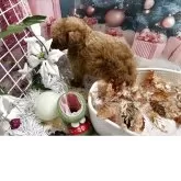 タイニープードル【栃木県・男の子・2025年10月15日・アプリコット】の写真11