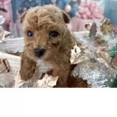 ティーカッププードル【栃木県・男の子・2025年11月5日・アプリコット】の写真11