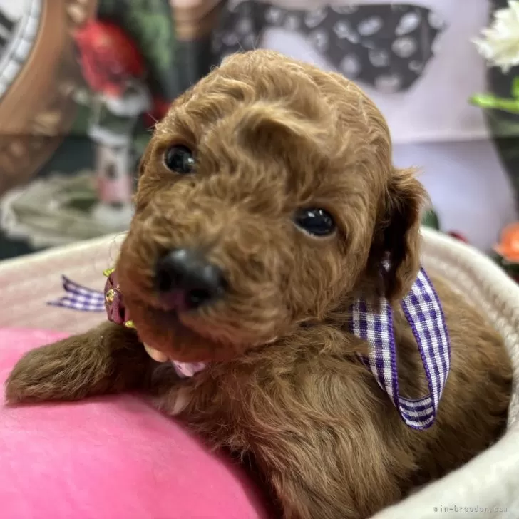 タイニープードル【栃木県・男の子・2025年10月15日・アプリコット】の写真1