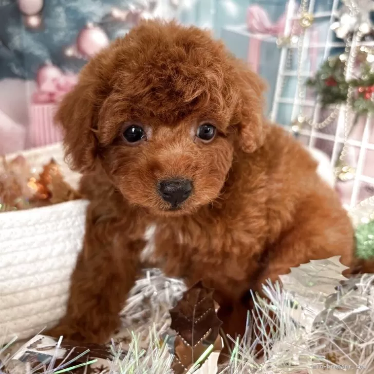トイプードル(トイ)【栃木県・男の子・2025年10月14日・レッド】の写真1
