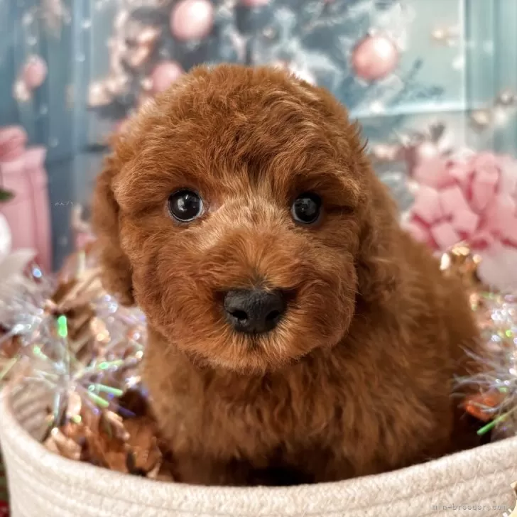 トイプードル(トイ)【栃木県・男の子・2025年10月16日・レッド】の写真1