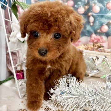 タイニープードル【栃木県・女の子・2025年10月14日・レッド】の写真「可愛い女の子です❤️」