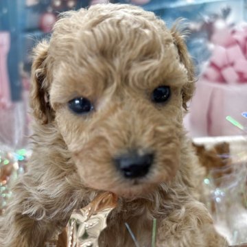 トイプードル(タイニー)【栃木県・男の子・2025年10月21日・アプリコット】の写真「可愛い🩵男の子」
