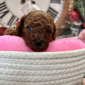 トイプードル(トイ)【栃木県・女の子・2025年10月14日・レッド】の写真「可愛い女の子です❤️」