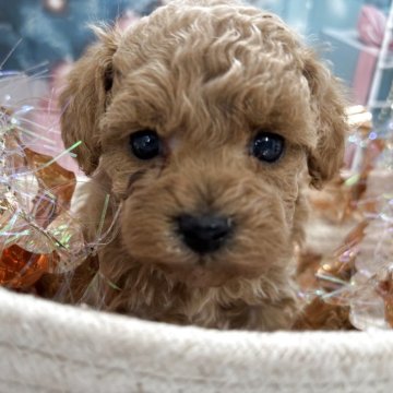 トイプードル(タイニー)【栃木県・女の子・2025年10月21日・アプリコット】の写真「可愛いーー女の子💕」