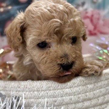 ティーカッププードル【栃木県・男の子・2025年10月21日・アプリコット】の写真「可愛いーー小さな男の子👑」