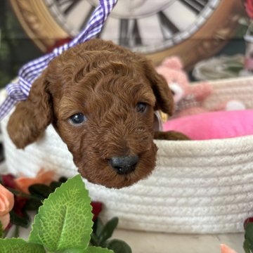 トイプードル(トイ)【栃木県・男の子・2025年10月16日・レッド】の写真「可愛い男の子🩵」