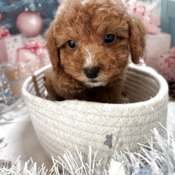 トイプードル(タイニー)【栃木県・男の子・2025年10月21日・アプリコット】の写真「可愛いーー💚男の子」