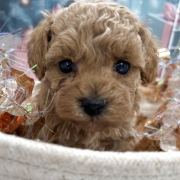 タイニープードル【栃木県・女の子・2025年10月21日・アプリコット】の写真「可愛いーー女の子💕」