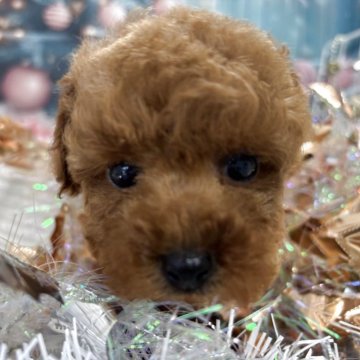 トイプードル(タイニー)【栃木県・女の子・2025年10月15日・アプリコット】の写真「可愛い💕女の子🩷」