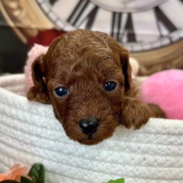 トイプードル(トイ)【栃木県・女の子・2025年10月14日・レッド】の写真「可愛い女の子です❤️」