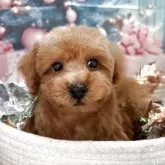 タイニープードル