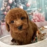 トイプードル(トイ)