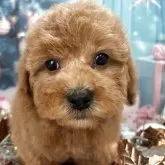 トイプードル(トイ)