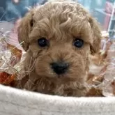 タイニープードル