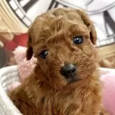 タイニープードル